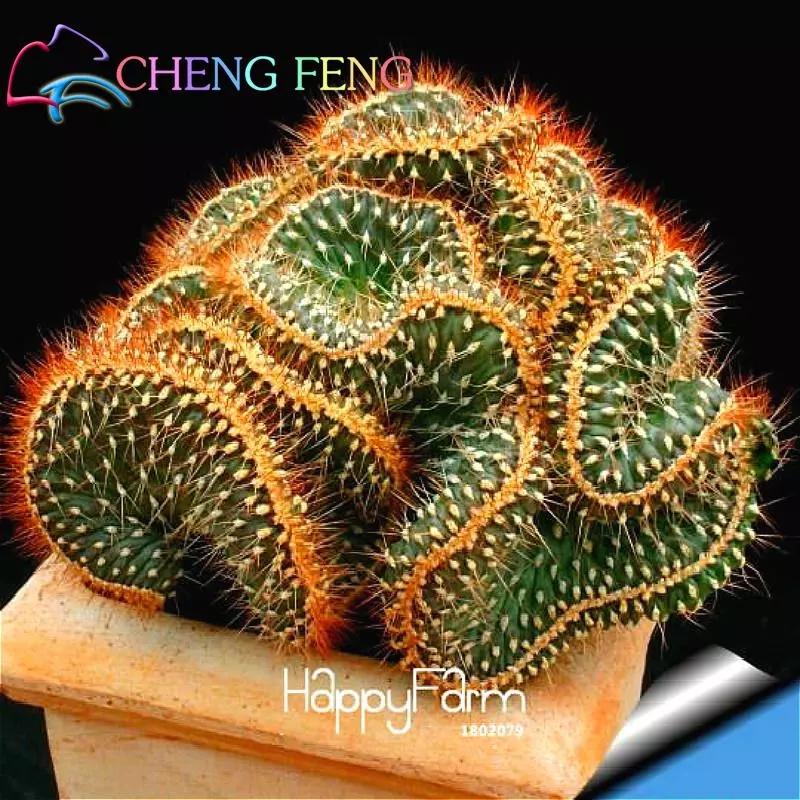 

Fresh Garden Seeds 30pcs/pack Cactus Bonsai Variety Flowering Color Seed Cacti Rare Lithops Pots Office Mini Plant Succulent Craft Tools