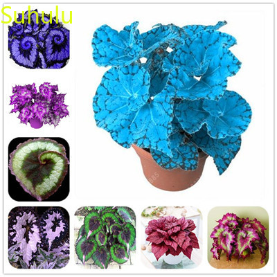 

100pcs Begonia Seeds Garden Indoor Flowers Balcony & Courtyard Purifying Air Bonsai Plant The Germination Rate 95%