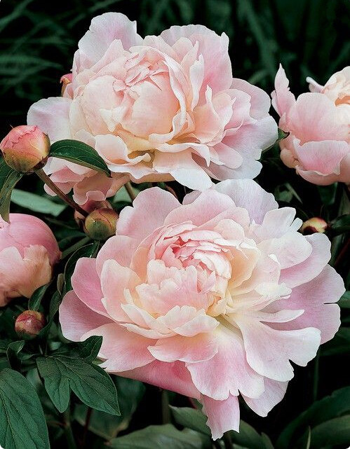 

10 Pcs Peony Seeds Heirloom Lactiflora Paeonia Perennial Bonsai Plant Tree easy to grow Purify The Air Absorb Harmful Gases Decorative Landscaping Variety of Colors