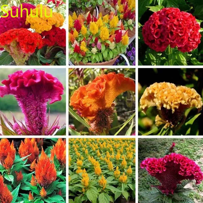 

500pcs Cockscomb Seeds / Pack New Arrive Flower Bonsai Plant Fragrant and Pretty for Courtyard ,Patio, Lawn & Garden