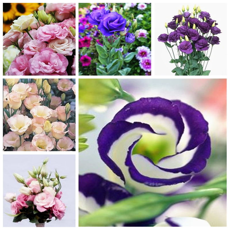 

100 Pcs seeds / bag Eustoma Grandiflorum Bonsai Planta Outdoor Lisianthus Flower Perennial Ornamental Garden Plant Sementes de Flores Fast Growing Planting Season