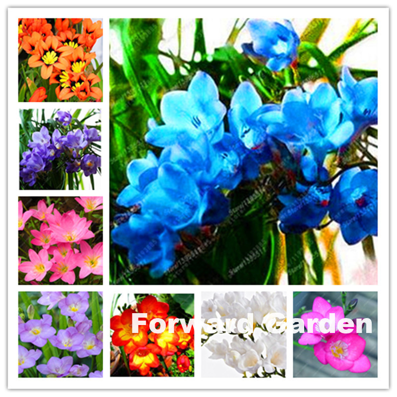 

100 Pcs seeds Colorful Freesia Bonsai Garden Flower Orchid Rhizome Colorful Fragrant Plant Cut Flower Balcony Home Decoration Natural Growth Variety of Colors