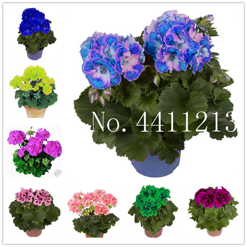 

100 Pcs seeds Red White Rare Geranium Bonsai, Variegated Potted Winter Garden Flower,Potted Plant Fast Growing Planting Season Purify The Air Absorb Harmful Gases