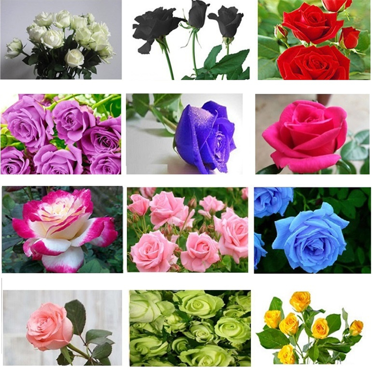 

Garden Supplies 60 Pcs/bag Rare Blue Pink Black Multicolor Roses Plant Seeds Balcony Garden Potted Rose Flowers Seed yard Supplies ZC139