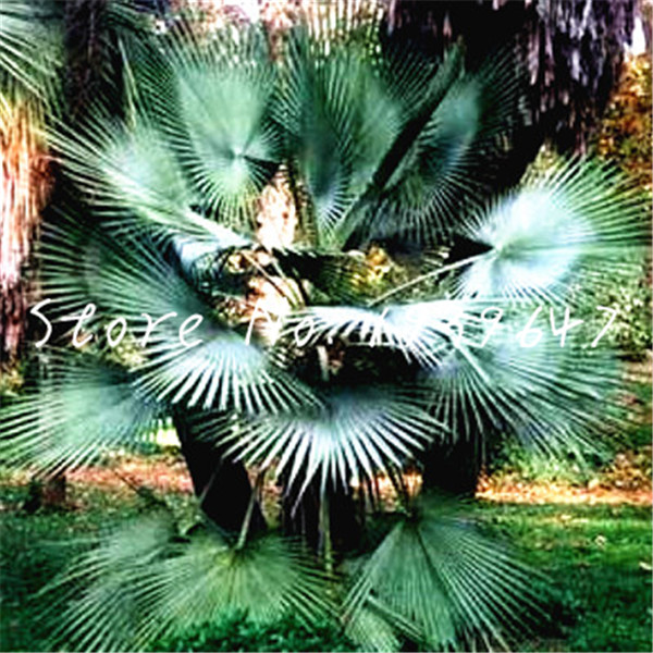 

50 pcs Sago Palm Tree bonsai Cycas Revoluta Tropical Fossil Easy to Grow Cycad for Indoor potted Plant Natural Growth Variety of Colors Aerobic Potted