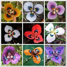 

Moraea Iridioides Flower Bonsai 20 Pieces seeds Chinese Exotic Plants Bonsai for Home Garden Natural Growth Variety of Colors Beautifying And Air Purification