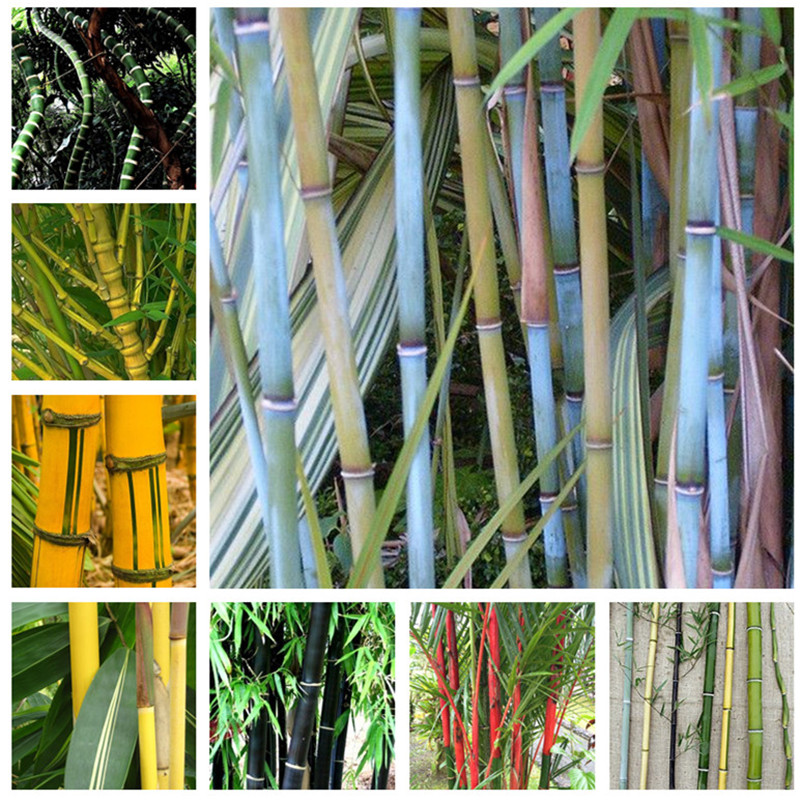 

Garden Decorations 50pcs bamboo Flower Seeds Bonsai Beautifying And Air Purification Rare Plant for Home Courtyard Planting