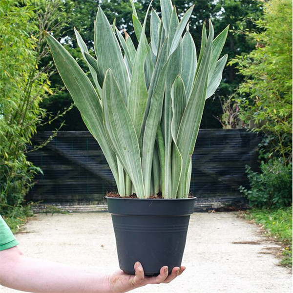 

100pcs Sansevieria Flower Seeds Bonsai Rare Plants for The Garden The Germination Rate 95% Purify The Air Absorb Harmful Gases Aerobic Potted Decorative Landscaping