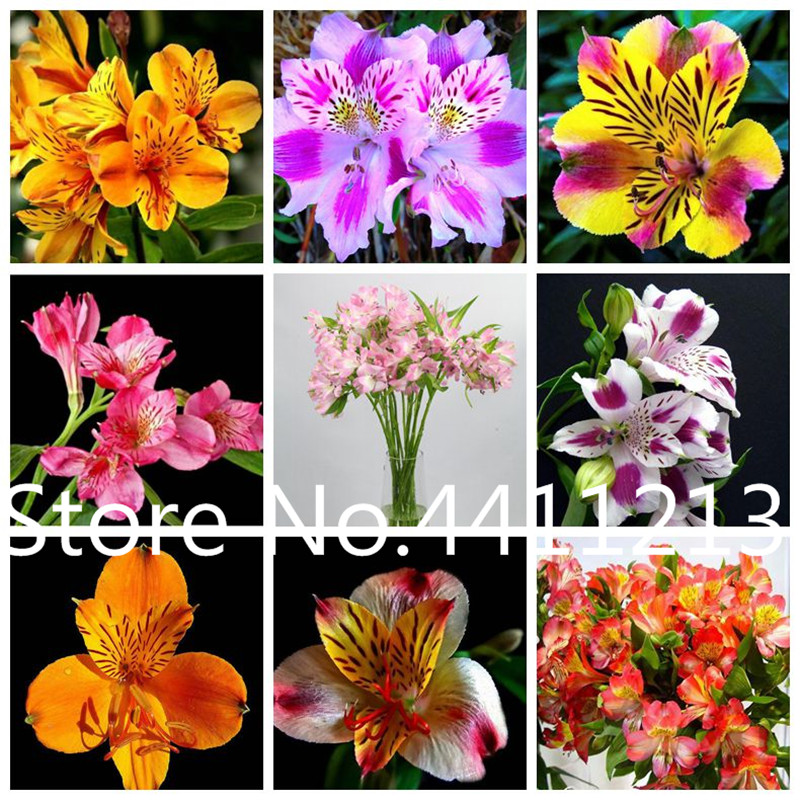 

100 pcs seeds Rare Peruvian Lily Alstroemeria plants Mix-Color Lilies flowers for a perennial garden Flowers plants bonsai The Germination Rate 95% Aerobic Potted