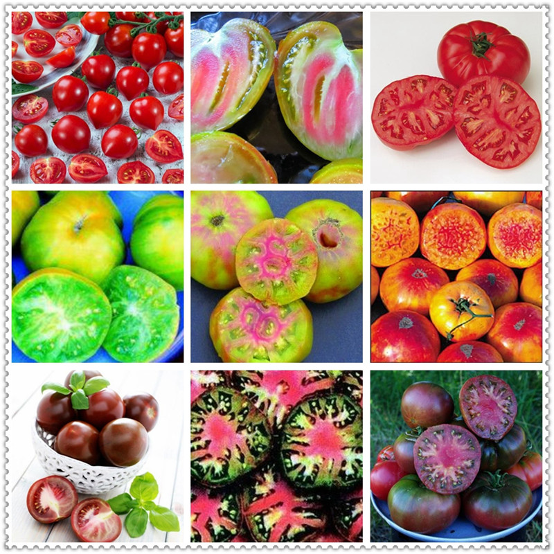 

100 Pcs seeds /bag Milk Red tomato Bonsai, cherry tomato organic fruit and vegetable ourdoor plant for home garden the Budding Rate 97% Natural Growth Variety of Colors