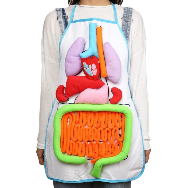 

Anatomy Apron Human Body Organ Educational Tool Children Preschool Teaching Aid Household Cleaning Tools Accessories Aprons