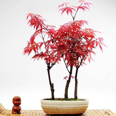 

50 pcs seeds Maple Tree Garden Supplies Fresh Showy Fast Growing Planting Season Natural Growth Variety of Colors Aerobic Potted Purify The Air Absorb Harmful Gases
