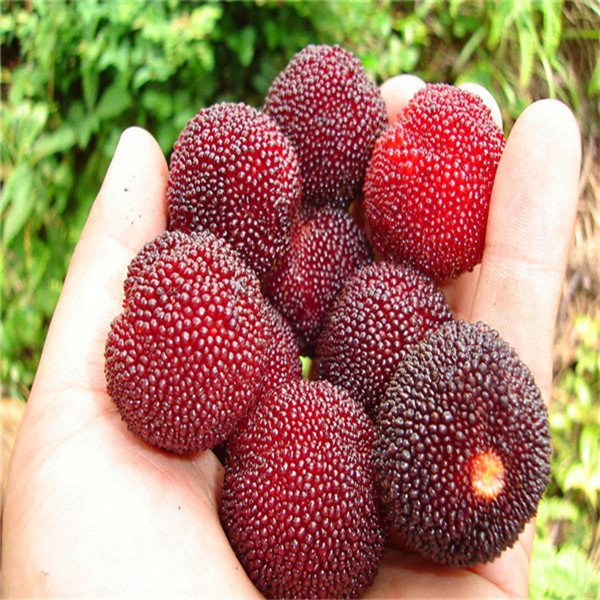 

10pcs Bayberry Flower Seeds Bonsai Rare Plants for The Garden Birthday Party Decorative Beautifying And Air Purification The Germination Rate 95% Planting Season