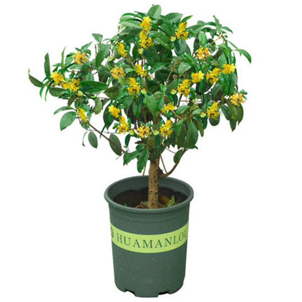 

10pcs Sweet scented fragrans Osmanthus Flower Fresh Seeds for Patio Lawn Garden Supplies Bonsai Plants Purify The Air Absorb Harmful Gases Decorative Landscaping