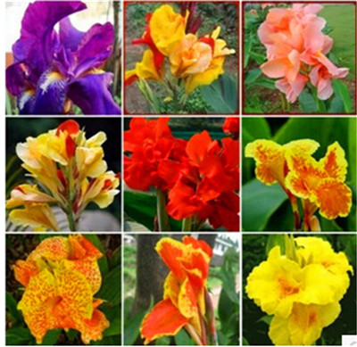 

100pcs seeds Colorful Canna Bonsai DIY home garden Outdoor Potted Plants Germination Rate 95% Mixed Colors Garden Flowers Purify The Air Absorb Harmful Gases