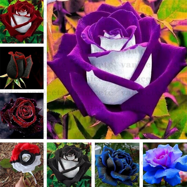

Garden Supplies Black Rose Seeds with red edge, rare color popular garden flower Seed Perennial Bush or Bonsai Flower for home garde ZC142