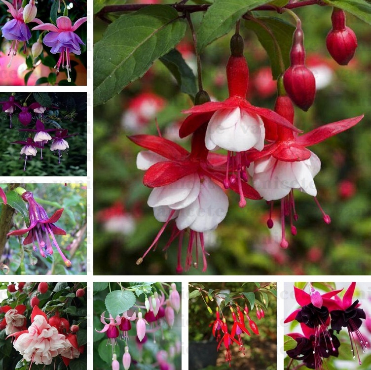 

Wholesale Garden Supplies lantern flower seed hanging upside down four seasons potted garden ornamental plants flower seeds for Patio ZC141