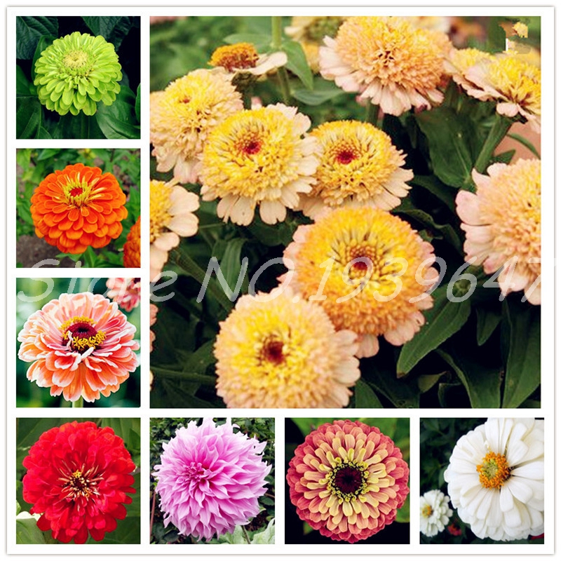 

100 Pcs seeds Zinnia Bonsai Rare Variety Heat Tolerant Garden Flower Flowering Plants Potted Charming Chinese Flowers Easy Growing Natural Growth Variety of Colors