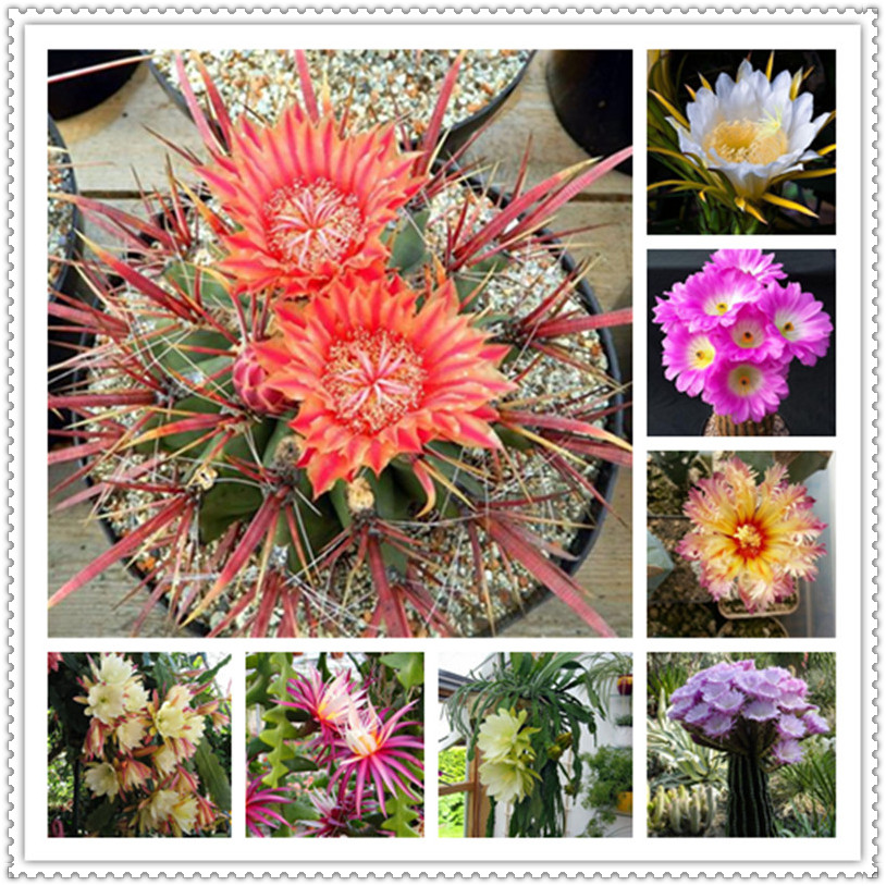 

100 Pcs seeds Cactus Flower Garden Pseudotruncatella Succulents Raw Stone Bonsai Stems Tetragonia Flesh Natural Growth Variety of Colors Aerobic Potted