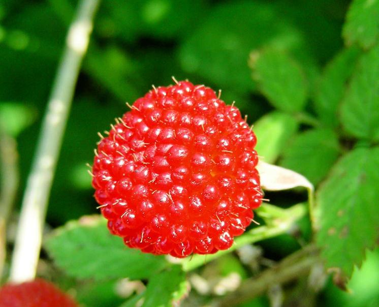 

100 Pcs seeds Raspberry Plants Colors Super Big Raspberry Fruit Plants Rare Wild Strawberry Tree Plant Flowers Bonsai For Garden Natural Growth Variety of Colors