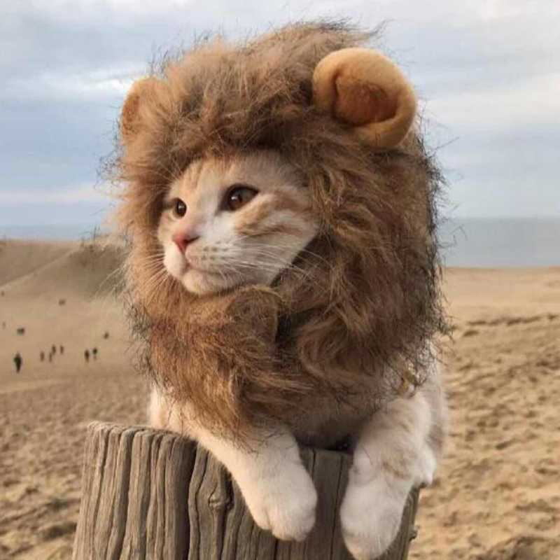 

Cat Costumes Wig Cosplay Clothes Pet Accessories Costume Lion Mane Cap Hat For Cats And Small Dog Halloween Christmas