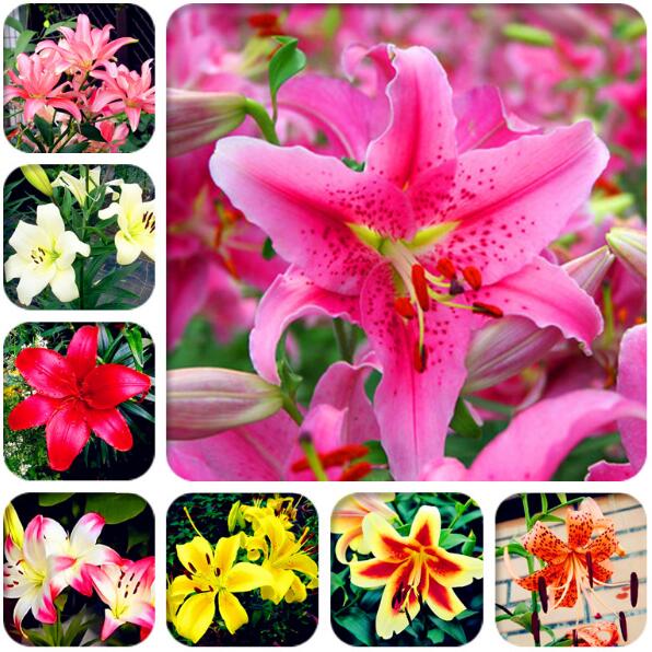 

100pcs Lily Flower Seeds for Patio Lawn Garden Supplies Bonsai Plants Purify The Air Absorb Harmful Gases The Germination Rate 95% Natural Growth Variety of Colors