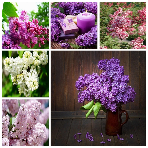 

100pcs Lilac Flower Seeds for Patio Lawn Garden Supplies Bonsai Plants All for a summer residence Fast Growing Planting Season Purify The Air Absorb Harmful Gases