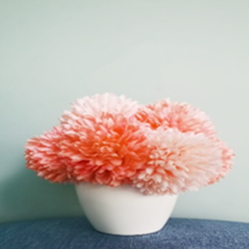 

Flowers Chrysanthemum seedlings chrysanthemums potted four seasons flowering indoor and outdoor courtyard balcony green flower