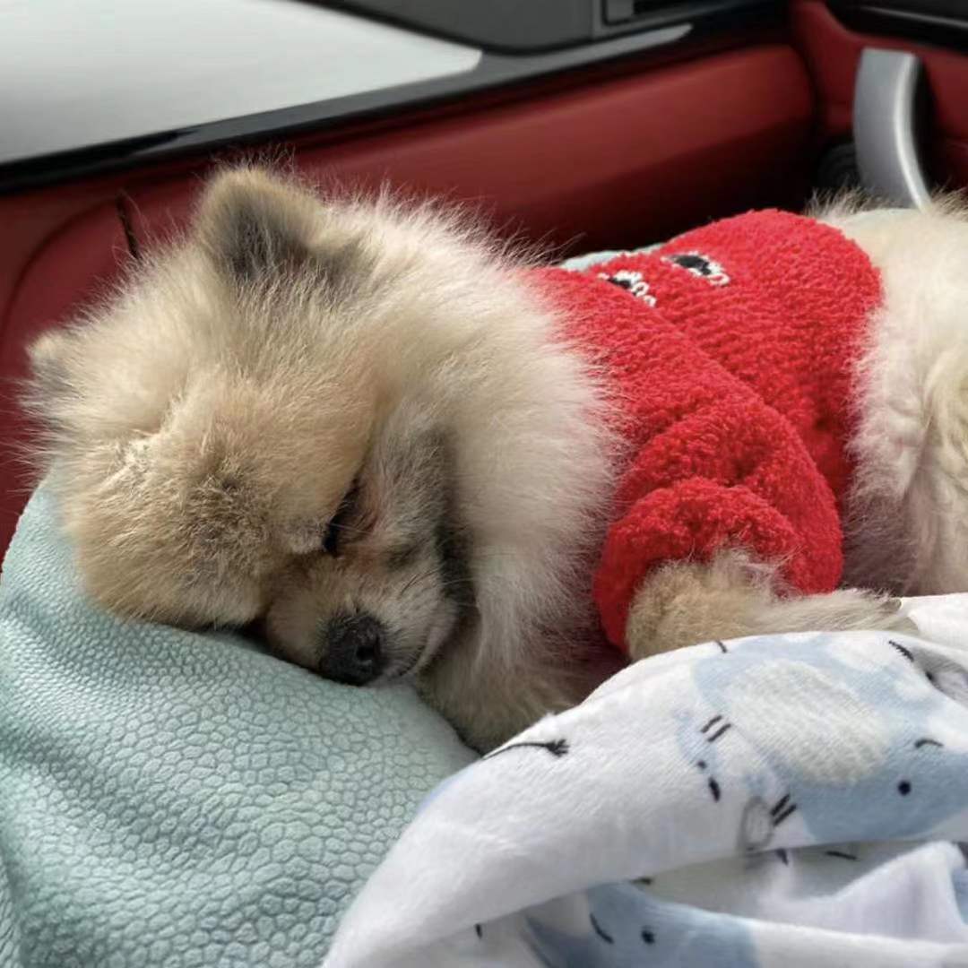 

Dog Apparel Clothes Red Black Color Warm Knitting Small Sweater Pet supply Cartoon Clothing Puppy Jumpsuit Outfit, Customize