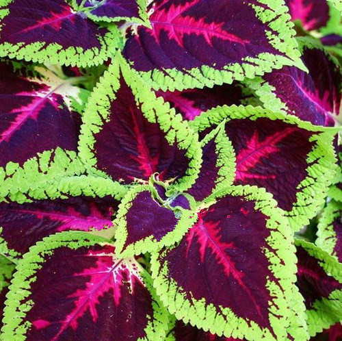 

Garden Decorations 100pcs Coleus Grass Flower Seeds for Bonsai Plants Purify The Air Absorb Harmful Gases Natural Growth Variety of Colors All for a summer residence