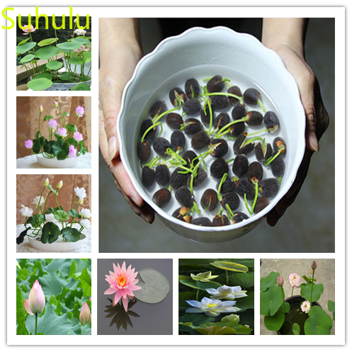 

10pcs Water Lily Lotus Seeds Garden Flower Variety complete Flower Bonsai Plant High Quality Beautifying And Air Purification