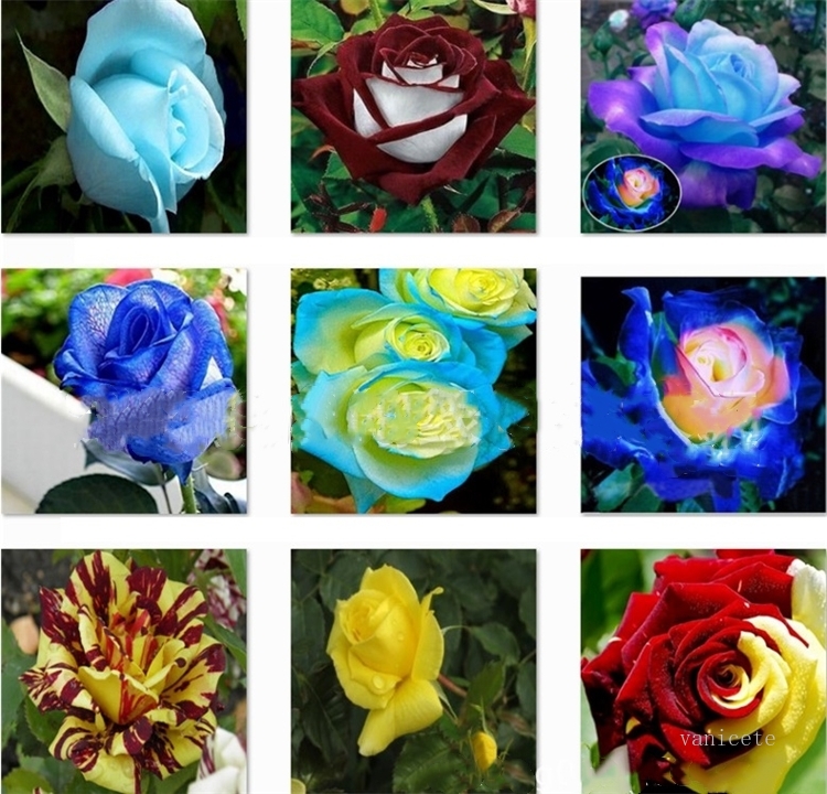 

Patio Rose seeds Garden Supplie, blue , meteor, red, black, rose, pale blue, rainbow roses flowers seed Garden Supplies I183