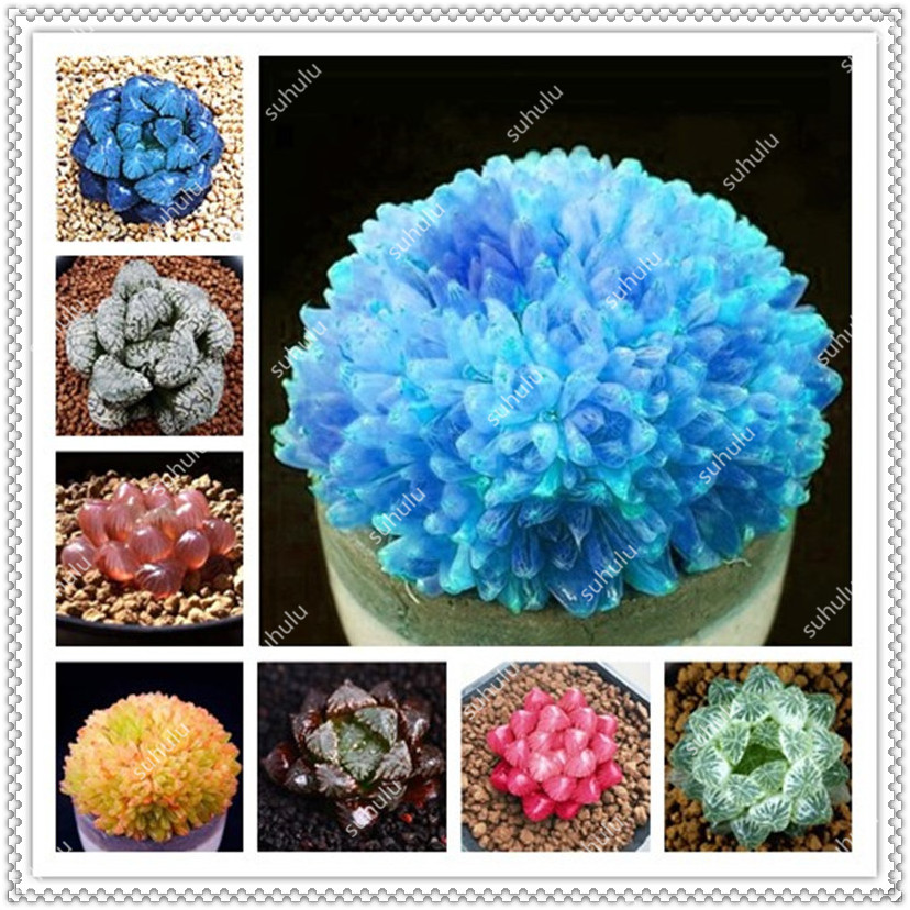 

100 Pcs seeds Lithops Bonsai Office Desktop Yulu Pseudotruncatella Living Stone Succulent Anti-Radiation Purify Air Natural Growth Variety of Colors