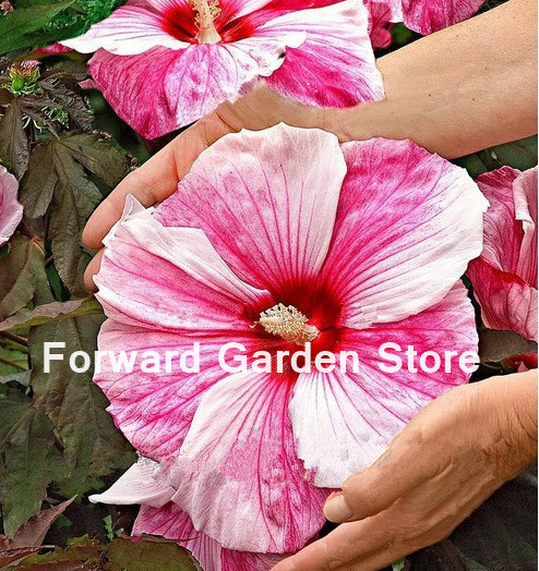 

50 Pcs seeds Rare Giant Hibiscus Bonsai Hardy ,Mix Color, Diy Home Garden Potted Flower Plant,New Arrival Organic Housing Pot Garden