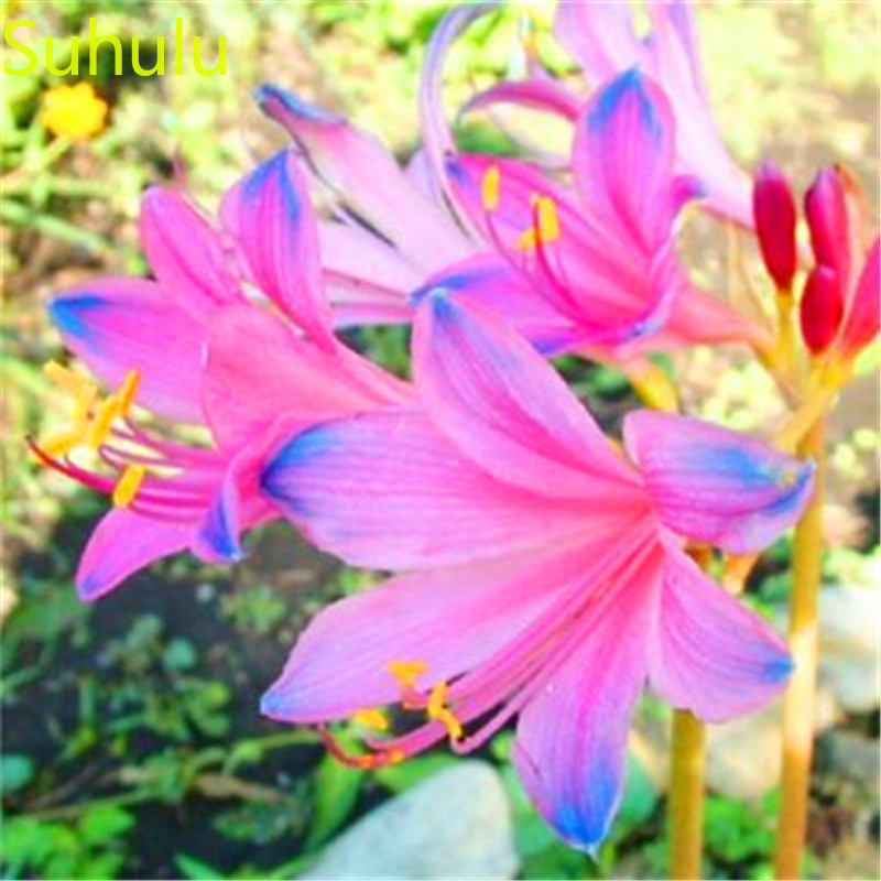 

100pcs Lycoris Seeds Garden Indoor Flowers Balcony & Courtyard Bonsai Plant High Quality Beautifying And Air Purification