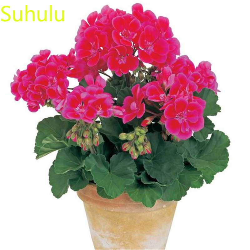 

100pcs geranium Seeds Garden Indoor Flowers Balcony & Courtyard Bonsai Plant High Quality Beautifying And Air Purification