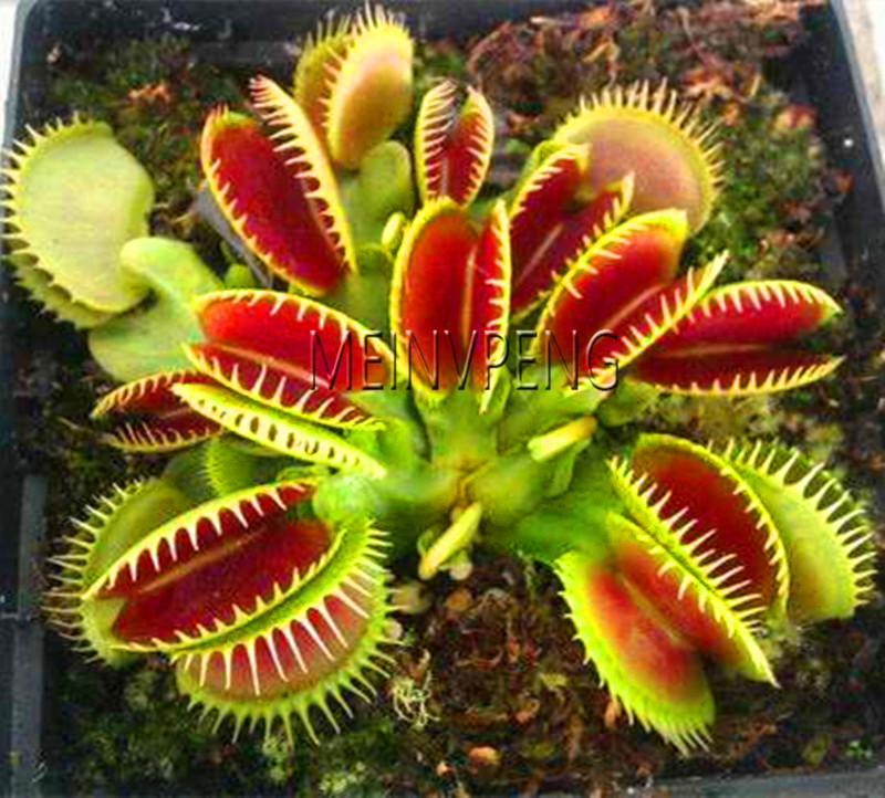 

200 pcs seeds /lot Insectivorous Pot Dionaea Muscipula Giant Clip Flytrap bonsai Carnivorous Plant Aerobic Potted Fast Growing Planting Season The Budding Rate 95%