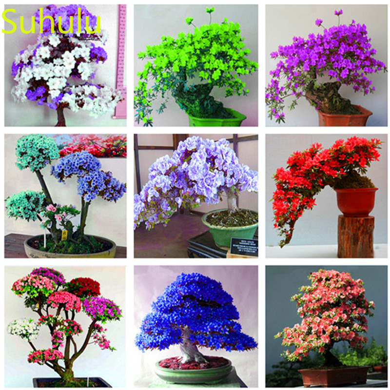 

New Variety 100pcs Azalea Seeds Garden Indoor Flowers Balcony & Courtyard Purifying Air Bonsai Plant Decorative Landscaping