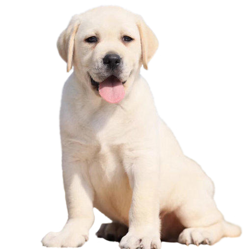 

VOP-Dog Supplies Dog Apparel