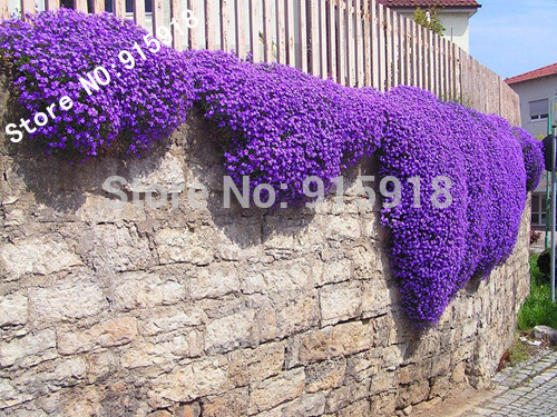 

Flower seeds 250 Aubrieta Seeds - Cascade Purple FLOWER SEEDS, PERENNIAL , DEER RESISTANT
