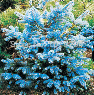 

100PC / pack azure blue cedar seeds, beautiful courtyard - Seed - best bonsai tree