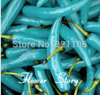 

Big promotion , Free Shipping ,20 Pepper Seeds(Blue Turquoise Pepper) beautiful color ,easy growing