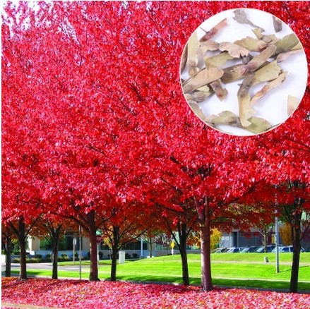 

JAPANESE RED MAPLE TREE WITH HERMETIC PACKAGE * VERY BEAUTIFUL * JAPAN MAPLE NEW SEEDS * PLUS MYSTERIOUS GIFT! 10pcs/lot RS31