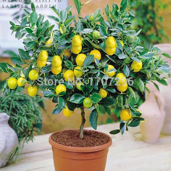 

Lemon Tree Seeds High survival Rate Fruit Seeds For Home Gatden balcony Bonsai - 5 pcs / lot