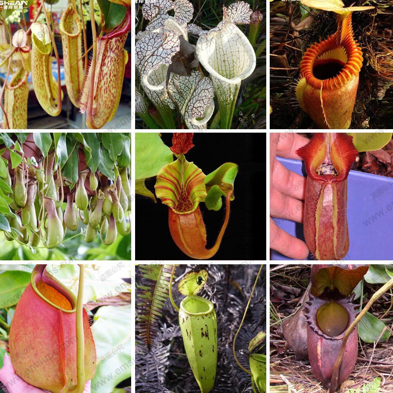 

11 Various Classes Not Far Nepenthes Seeds Balcony Potted Bonsai Plants Seeds Bonsai Carnivorous Plants Seeds a Pack 50 Pcs