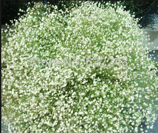 

DIY Home Garden Plant 400 Seeds BABYS BREATH COVENANT GARDEN Gypsophila Elegans Flower Seeds Free Shipping