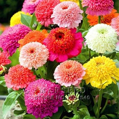 

Zinnia elegans Scabiosa Mix Color Small Flower Zinnia about 50 pcs Seeds bonsai pot DIY home garden flower ,easy growing