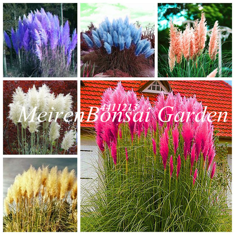 

100 Pcs seeds Pampas Grass bonsai Rare Exotic plants for Home Garden Planting Selloana Garden Decor Fast Growing Planting Season Purify The Air Absorb Harmful Gases