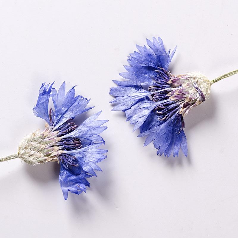 

Decorative Flowers & Wreaths 500pcs Cyanus Segetum Flower Pressed For Resin Dried DIY Phone Cover Craft Art Jewelry Canlde Soap Scrapbook