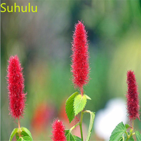 

100PCS Rabbit tail grass Seeds Garden Indoor Flowers Balcony & Courtyard Bonsai Plant High Quality Beautifying And Air Purification